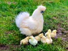 Bild Hühnerfamilie