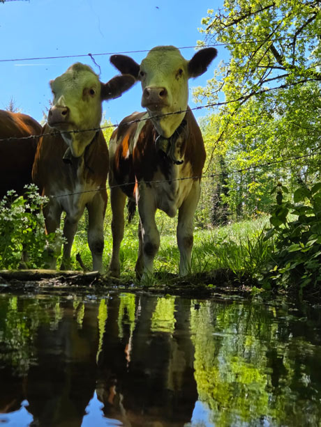 Sommer beim Hansenbauer - Rinder auf der Weide an einem Bach