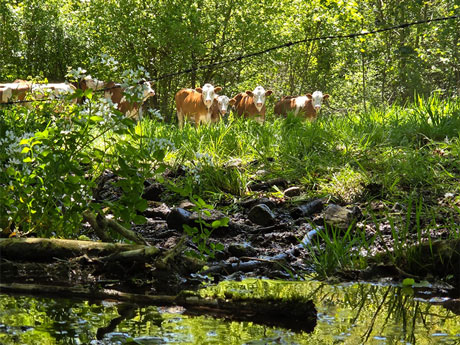 Sommer beim Hansenbauer - Rinder auf der Weide an einem Bach