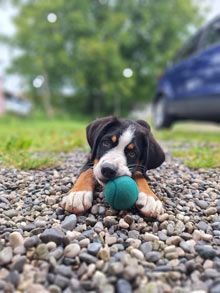 Unser Hofhund Rosi