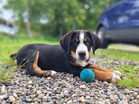 Unser Hofhund Rosi